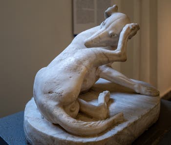 Cane che si pulisce, Collezione Farnese, Museo Archeologico di Napoli, Italia